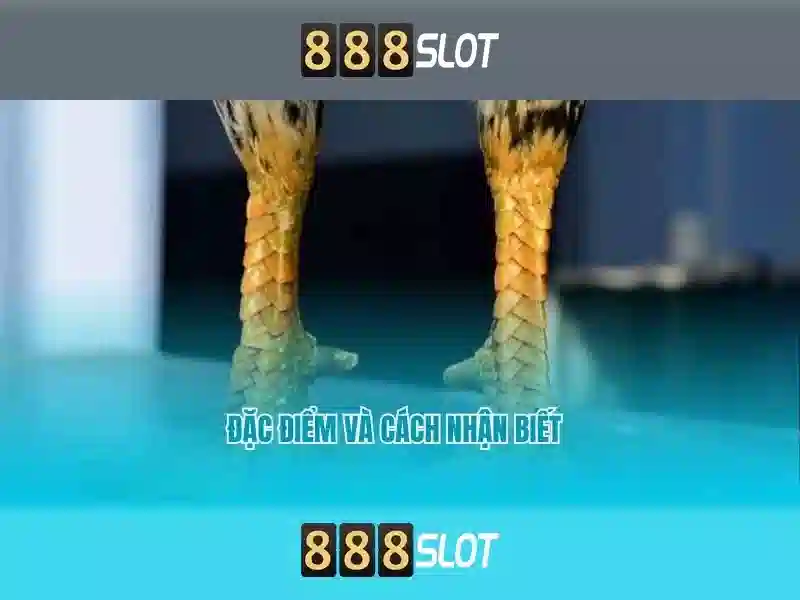 Khám phá 888slot: nền tảng casino trực tuyến